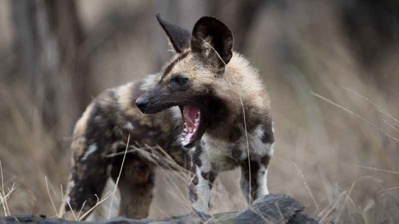 hanging hyena word hunt